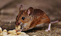 24 Hour & Emergency Exterminators in Merton, WI